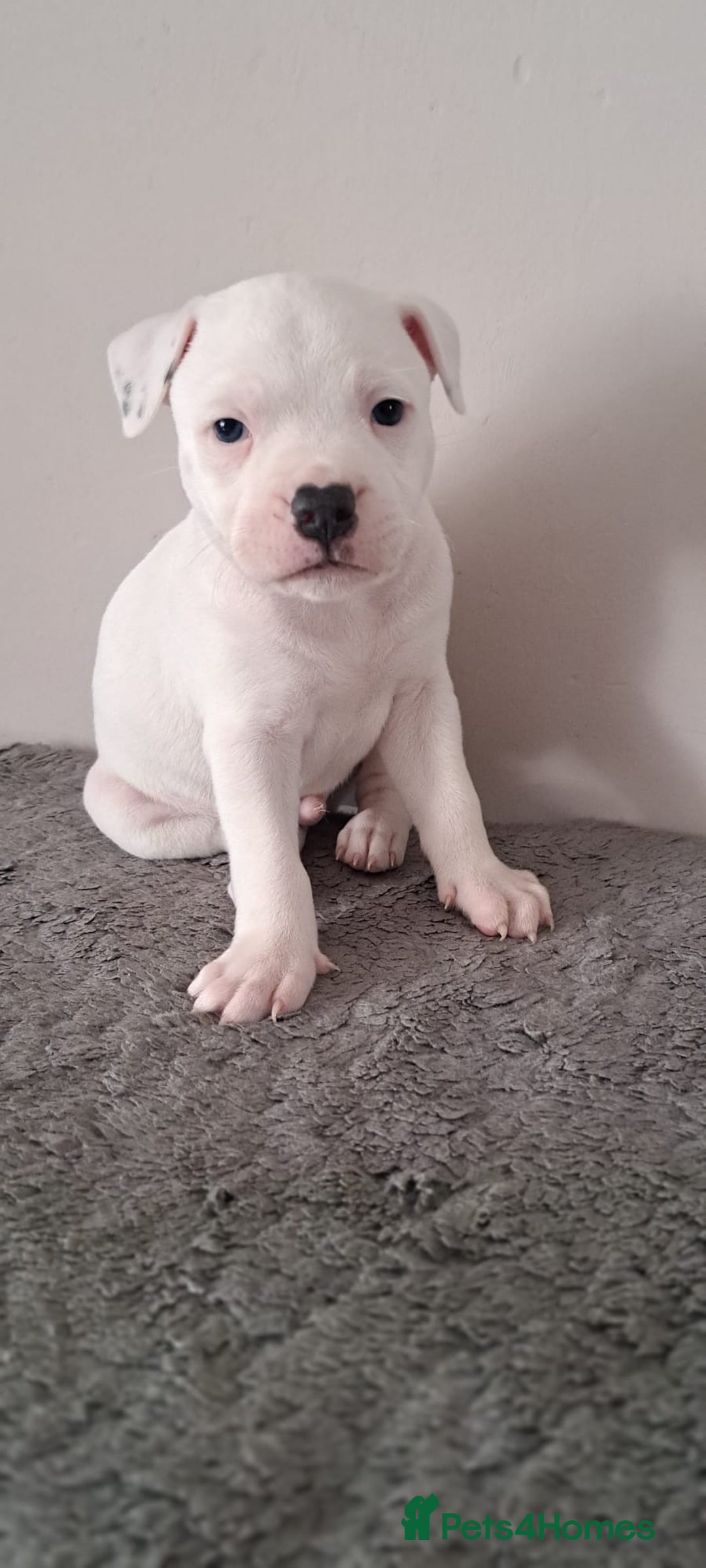 Staffordshire Bull Terrier dogs for sale: ‼️ReadyForCollection‼️Blue Staffie Puppies  in Tipton - Image 14
