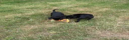 Labrador Retriever dogs for sale: 2 female black labs for sale  - Advert 5