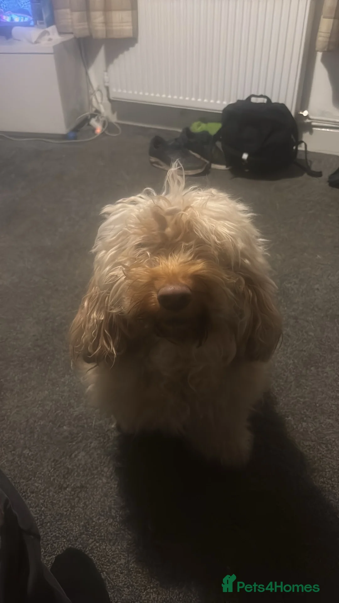 Cockapoo dogs for sale: F1b cockapoos - Advert 8