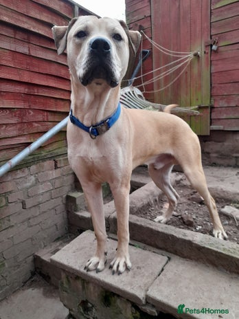 Mixed Breed dogs in Birmingham - Advert 3