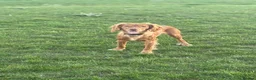 Cocker Spaniel dogs for sale: 1 year old male cocker spaniel  in Basingstoke - Advert 4