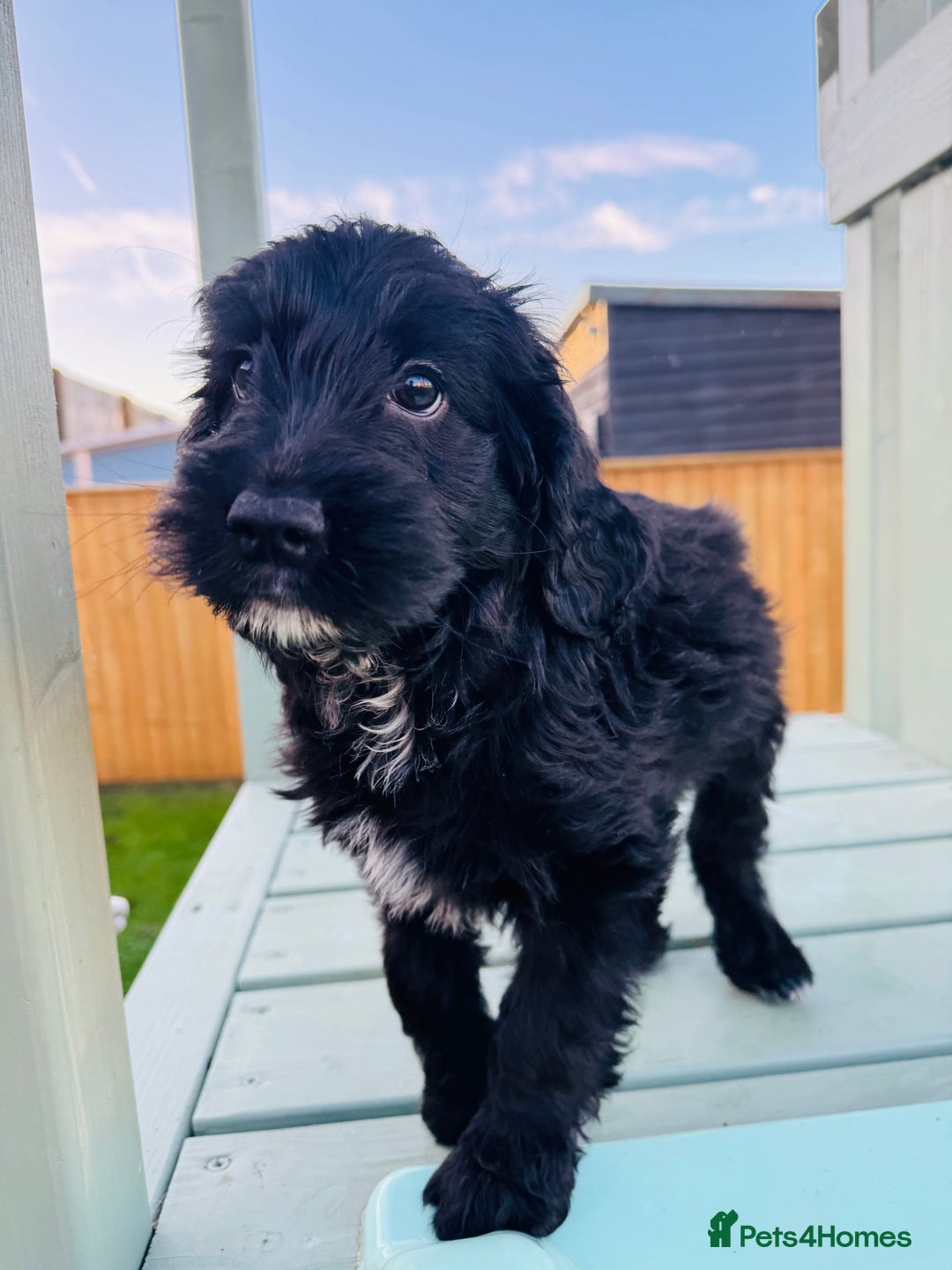 Cockapoo dogs for sale: Cockapoo Babies 🐾🐾🐾 - Advert 18