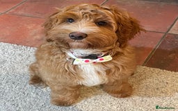 Australian Labradoodle dogs for sale: Genuine 100% Australian Labradoodle Puppies - Image 14