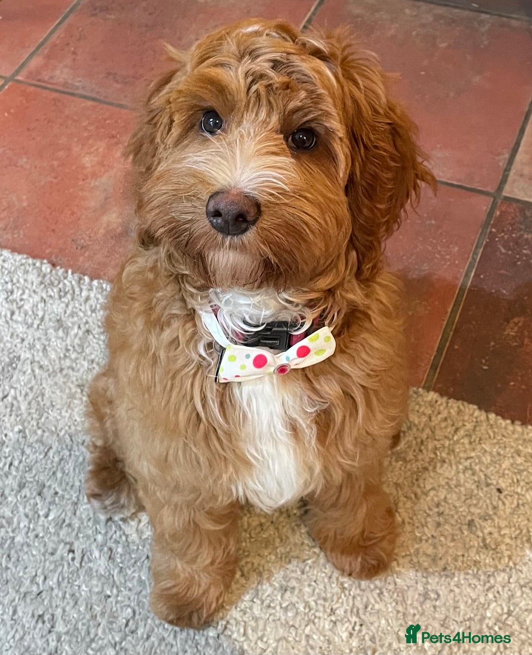 Australian Labradoodle dogs for sale: Genuine 100% Australian Labradoodle Puppies - Image 14