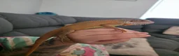 Iguana reptiles for sale: Beautiful lemon red iguana  - Advert 4