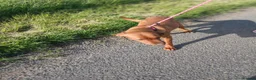 Labrador Retriever dogs for sale: Fox red labrador girls - Advert 7