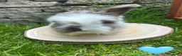 Angora rabbits for sale: Full Face English Angoras - Advert 11