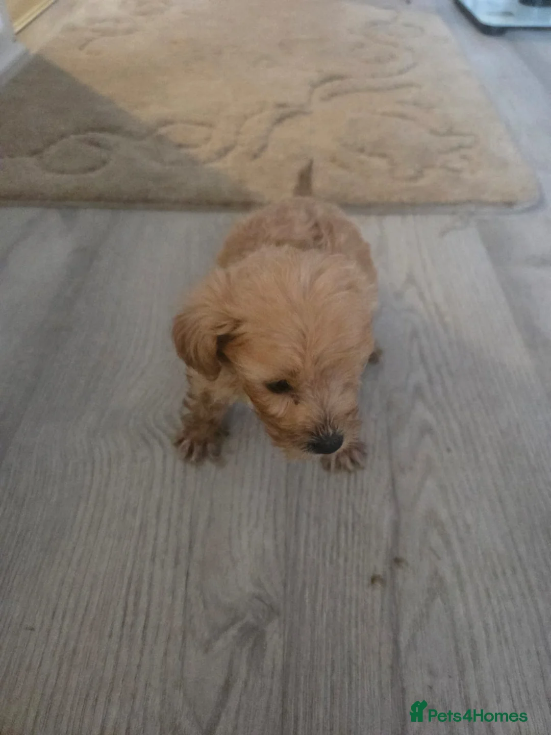 Cockapoo dogs for sale: Cockapoo - Advert 1