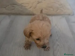 Cockapoo dogs Cockapoo - Advert 15