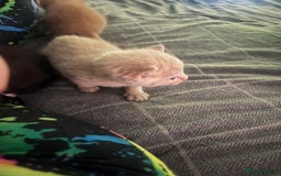 Domestic Shorthair cats for sale: 4 gorgeous kittens  - Image 20