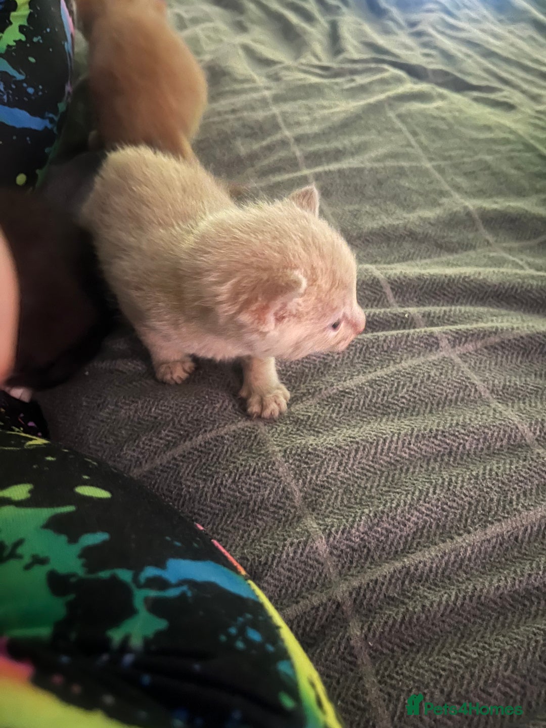 Domestic Shorthair cats for sale: 4 gorgeous kittens  - Image 20