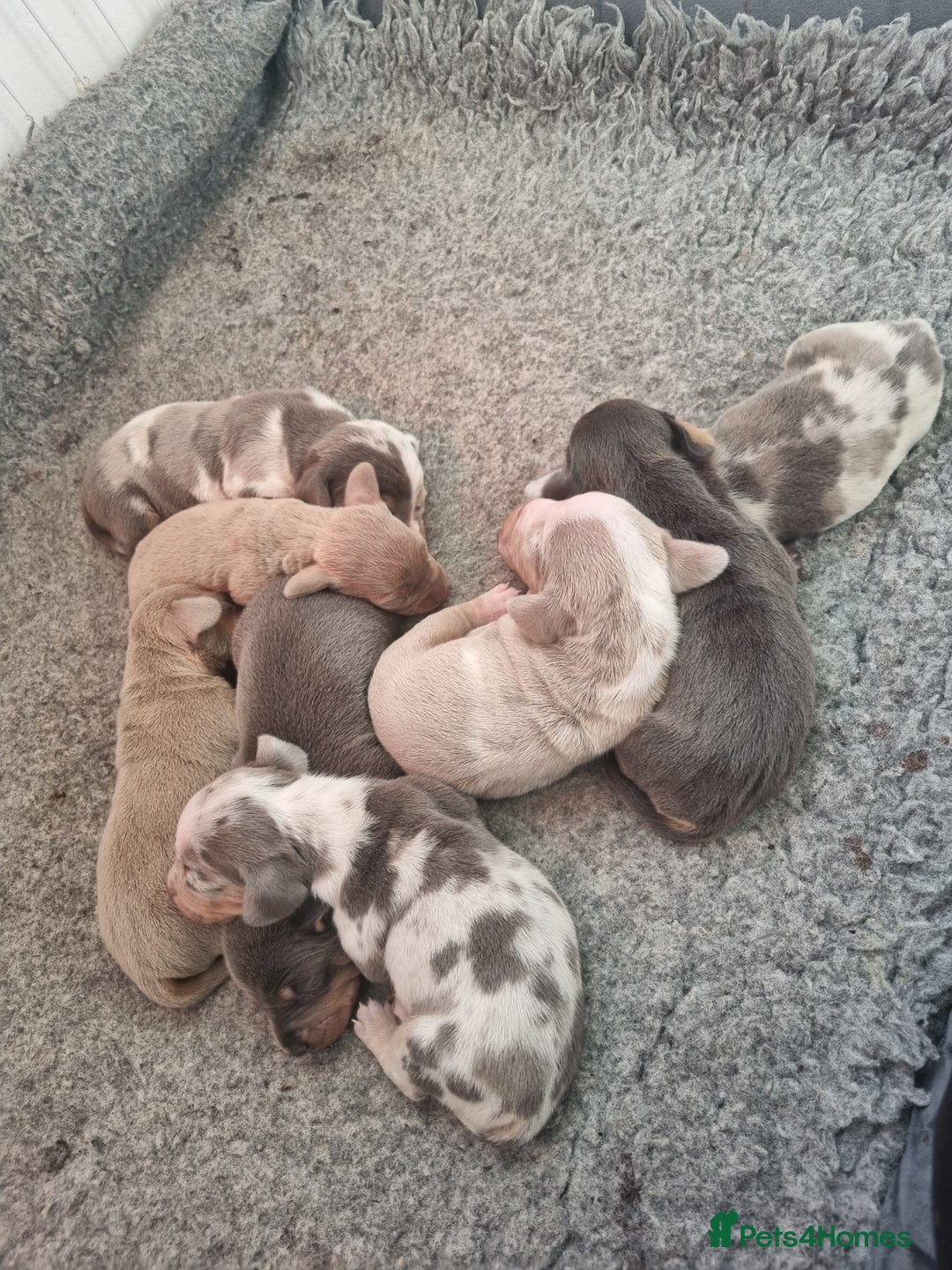 Dachshund dogs for stud: Kc Miniature smooth dacshund stud in Brierley Hill - Advert 17