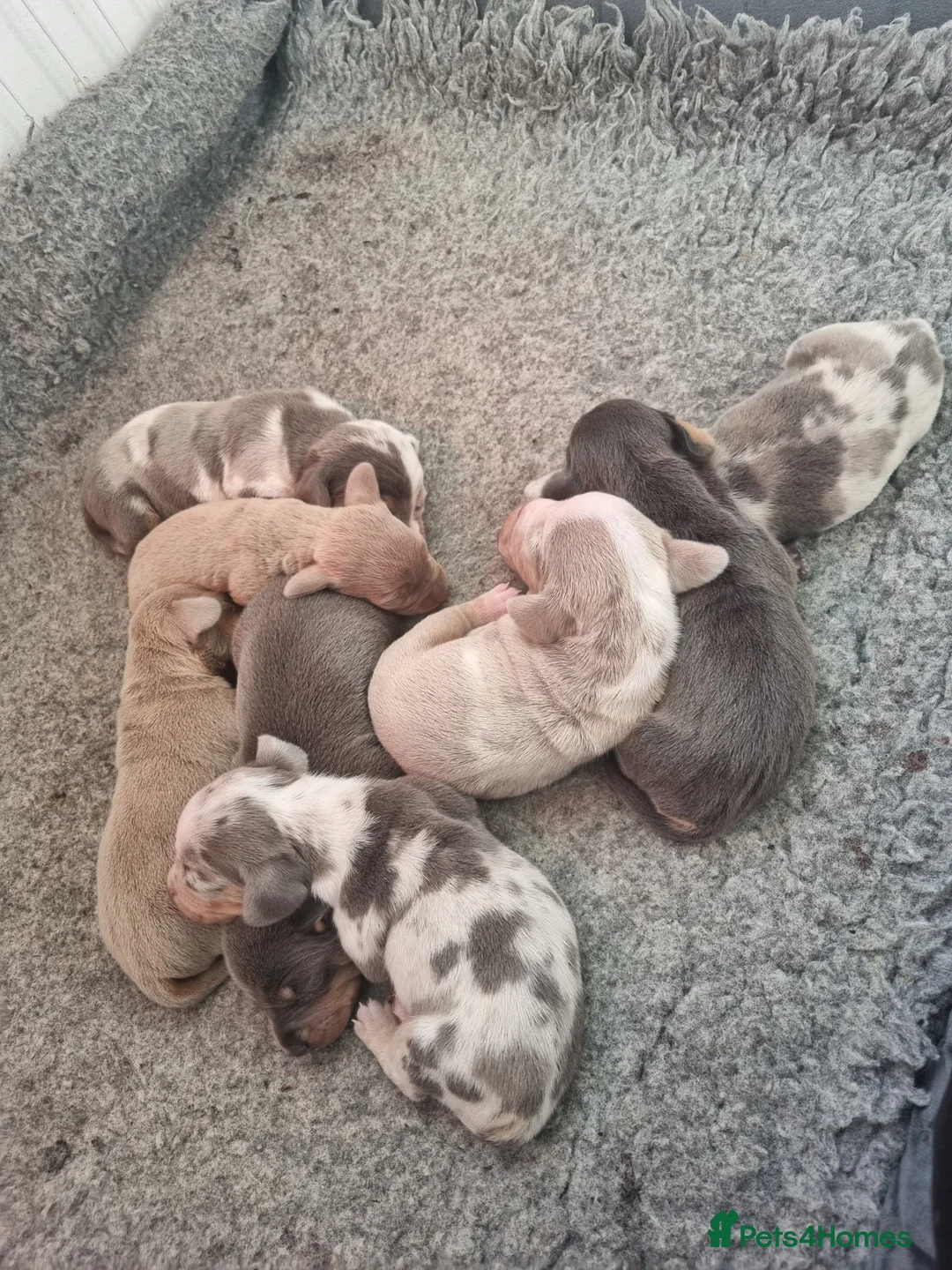 Dachshund dogs for stud: Kc Miniature smooth dacshund stud in Brierley Hill - Advert 17