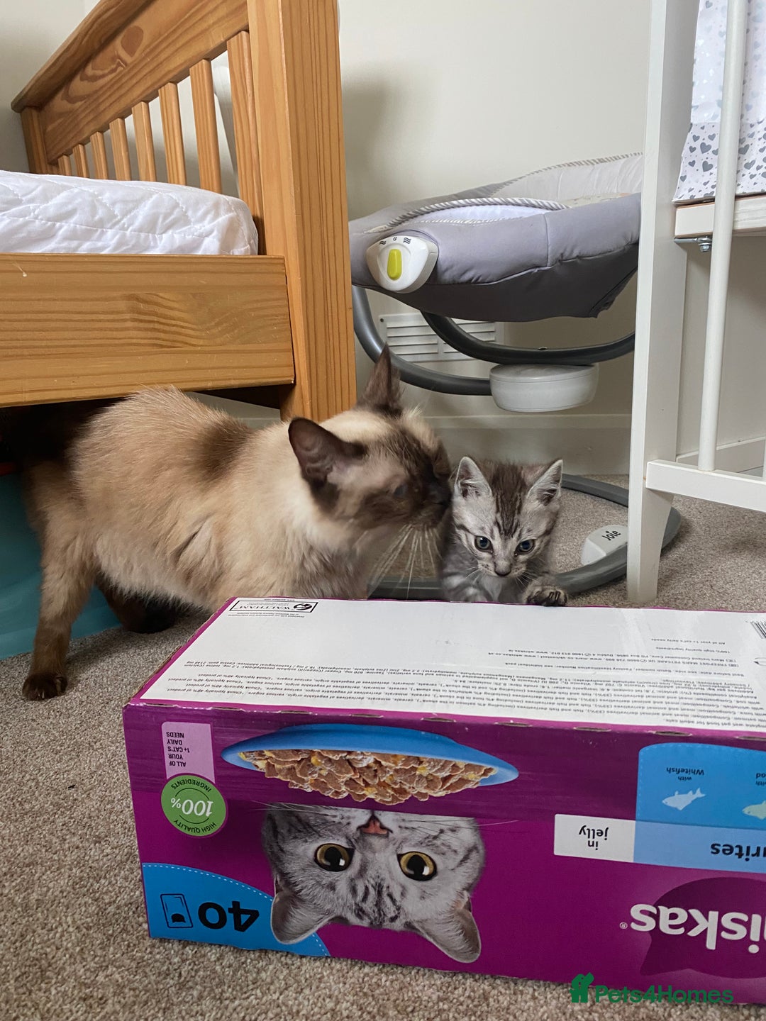 Mixed Breed cats for sale: Ragdol x bengal kittens  - Image 7
