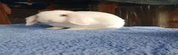 Mini Lop rabbits for sale: Beautiful boys 4 white 1 champagne  in Wirral - Advert 6