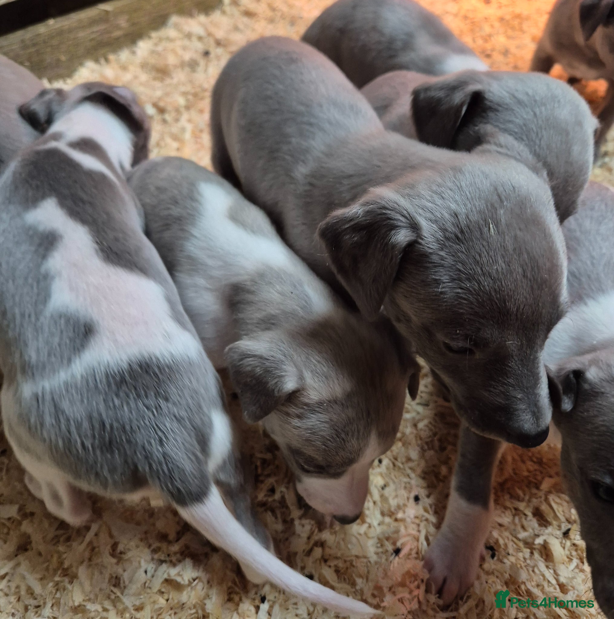 Whippet dogs Kc reg blue whippet pups  - Advert 7