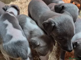 Whippet dogs Kc reg blue whippet pups - Advert 7