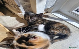 Mixed Breed cats for sale: 4 beautiful moggie girls  - Image 13