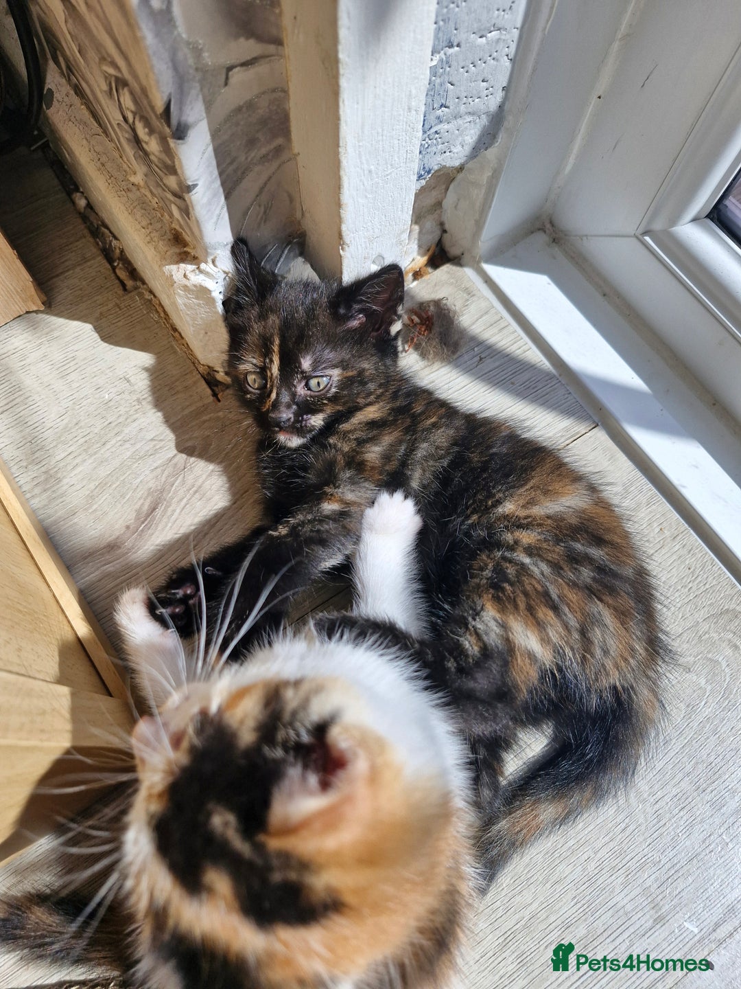 Mixed Breed cats for sale: 4 beautiful moggie girls  - Image 13