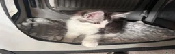 Maine Coon cats for sale: Xl Maine coon kittens health tested parents Tica R - Advert 5
