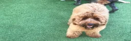 Australian Labradoodle dogs for sale: Multi generation Australian Labradoodles in Manchester - Advert 4