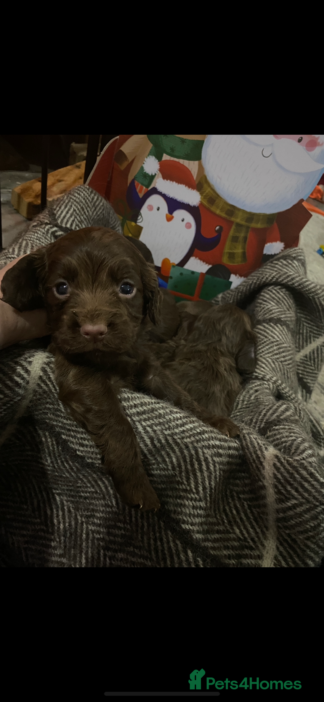 Cocker Spaniel dogs for sale: Cocker spaniel puppies for sale  - Advert 13