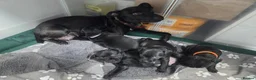 Patterdale Terrier dogs for sale: Patterdale Terrier Puppies - Advert 4