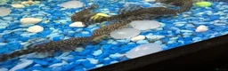 Plecos fish for sale: Bristlenose Plecos  in Nottingham - Advert 1