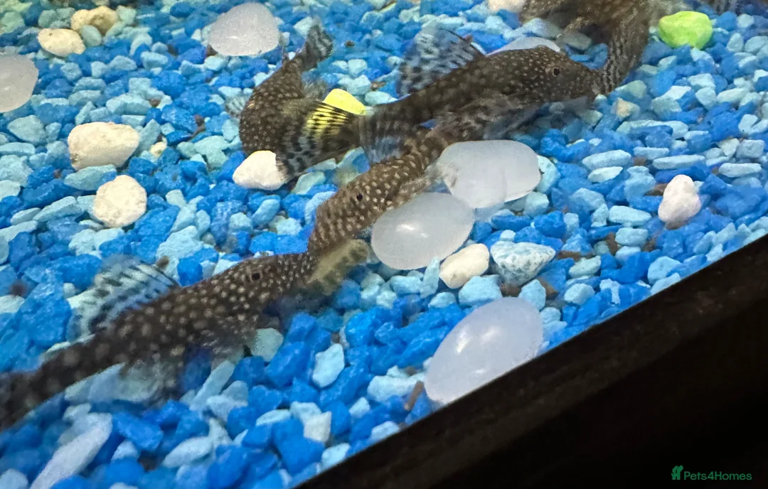 Plecos fish for sale: Bristlenose Plecos  in Nottingham - Advert 1