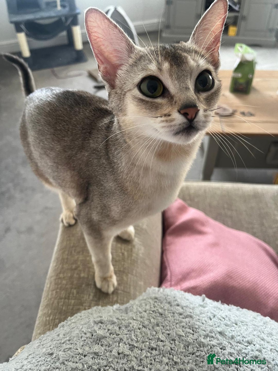 Abyssinian cats for sale: GCCF registered beautiful Abyssinian kittens - Image 10