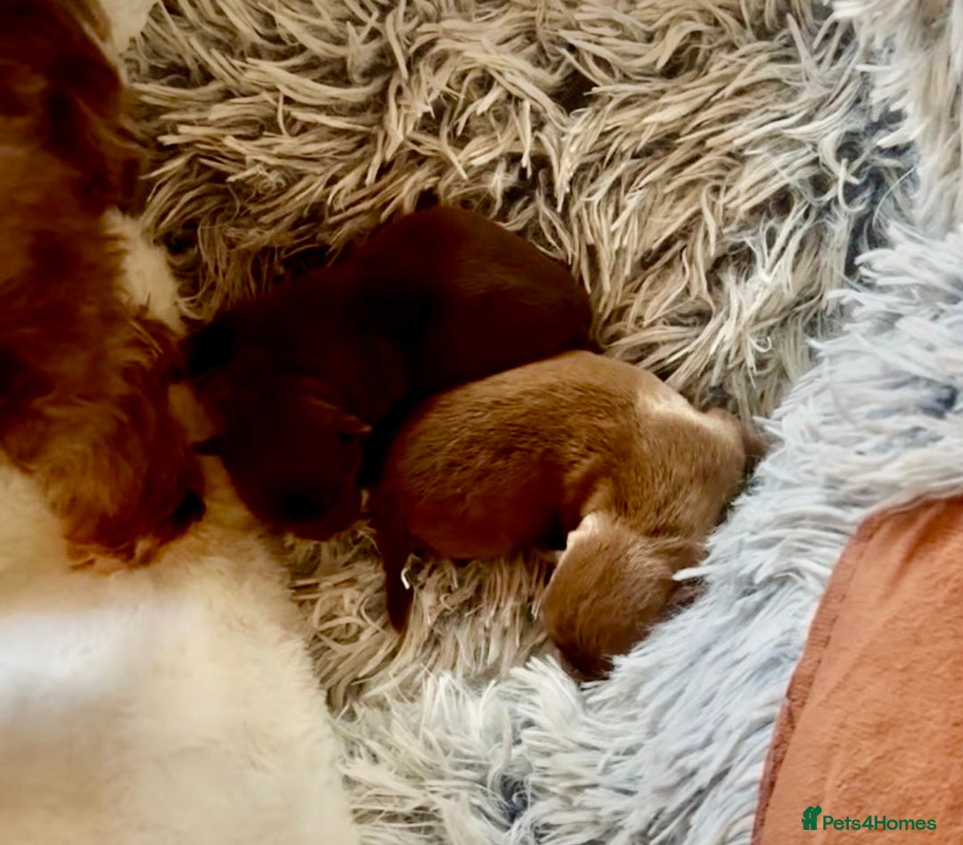 Chihuahua dogs for sale: X2 Gorgeous Chihuahua little ladies - Advert 3