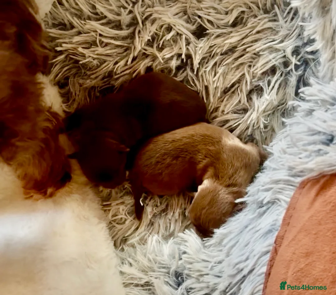 Chihuahua dogs for sale: X2 Gorgeous Chihuahua little ladies - Advert 6