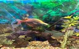 Rainbow Fish fish for sale: Australian Rainbow fish - Image 3