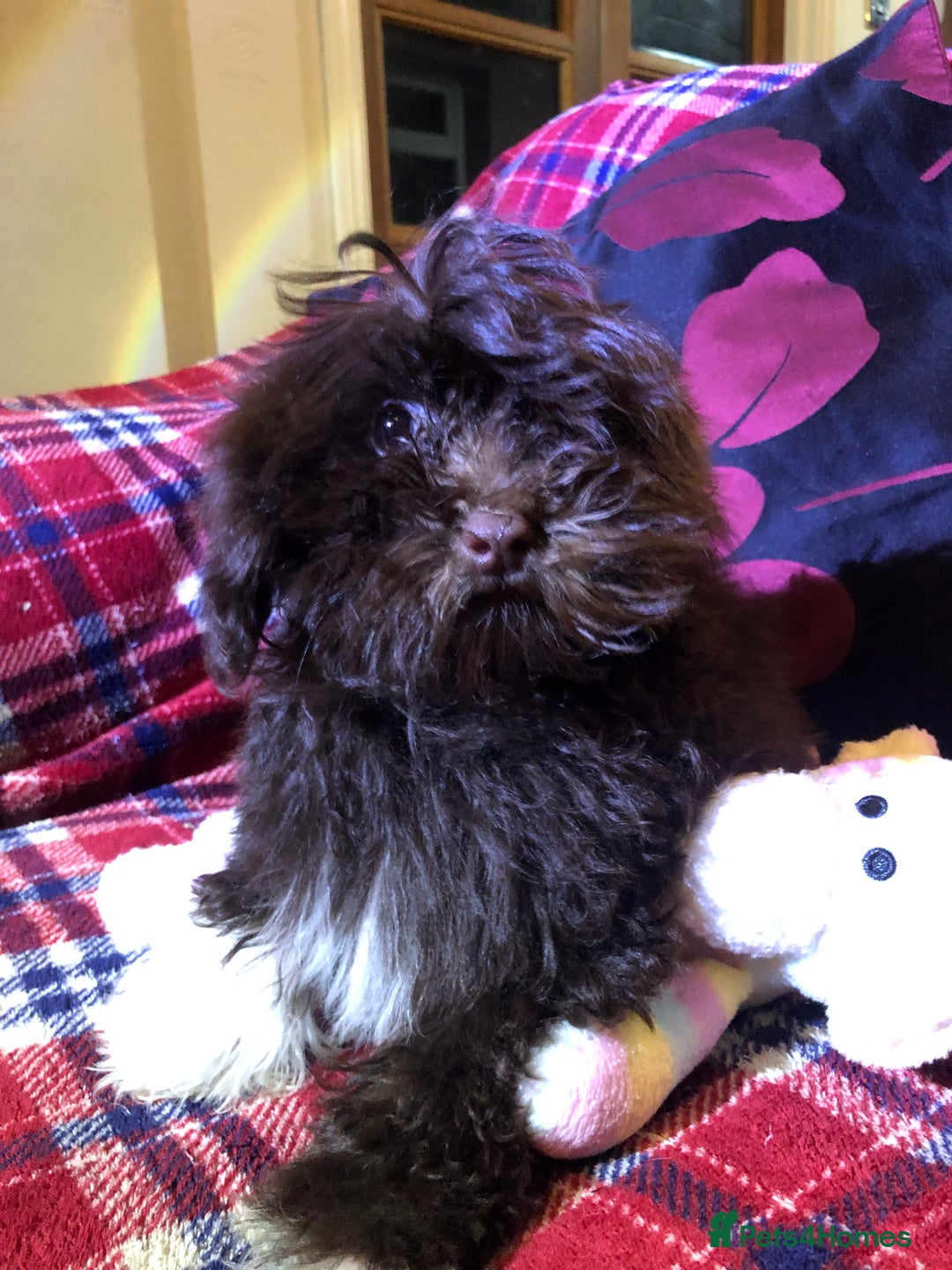 Cockapoo dogs for sale: Cockapoo puppies for sale  - Advert 23