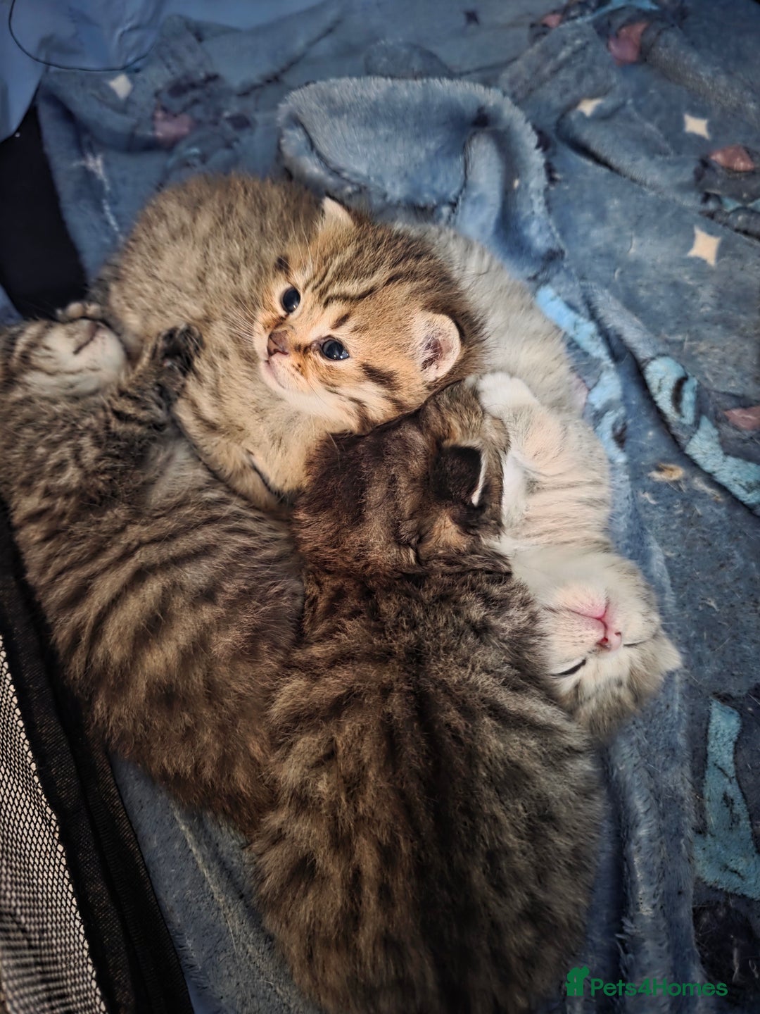 British Shorthair cats for sale: British shorthair x kittens - Image 12
