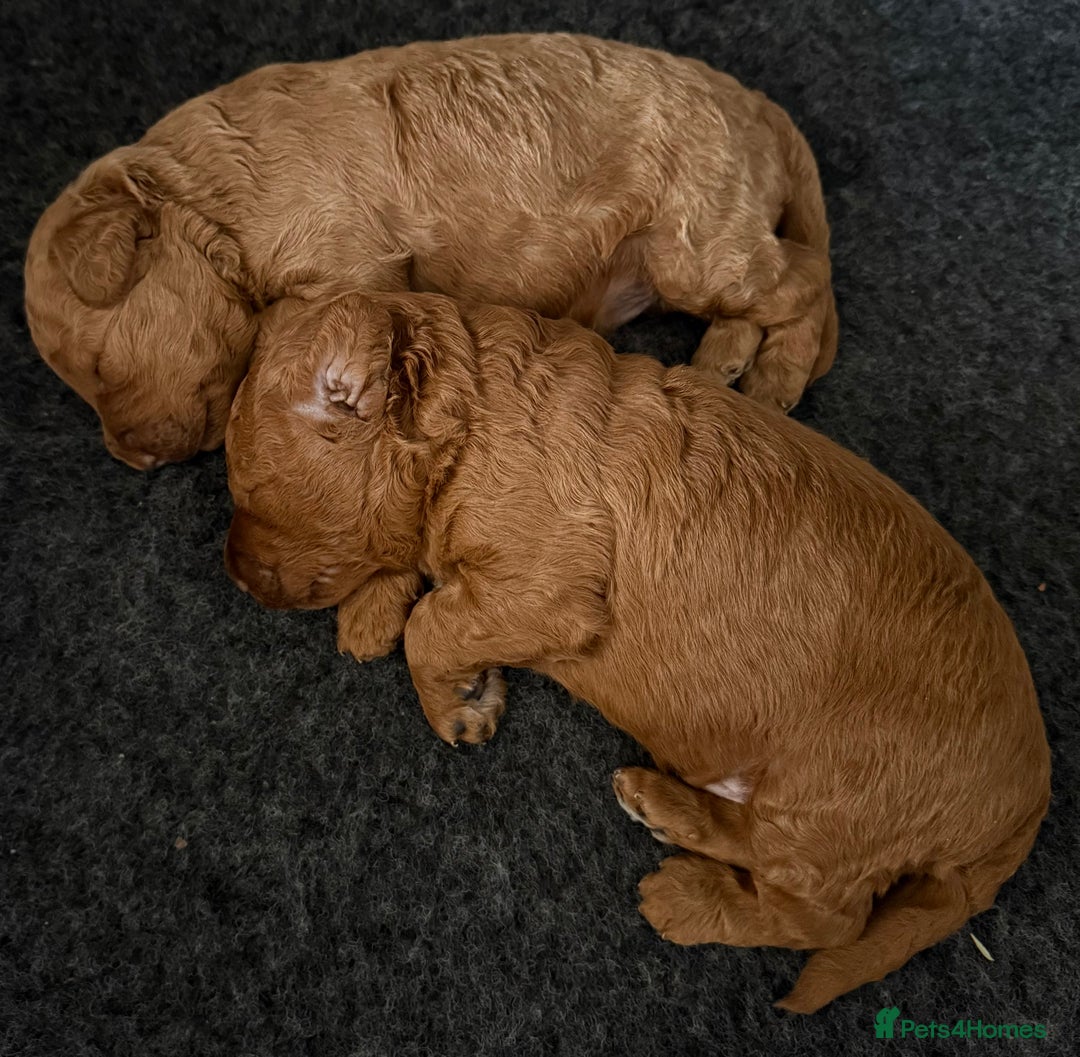 Cockapoo dogs for sale: Beautiful F1B Cockapoo Boys **1 Boy Now Reserved** - Image 13
