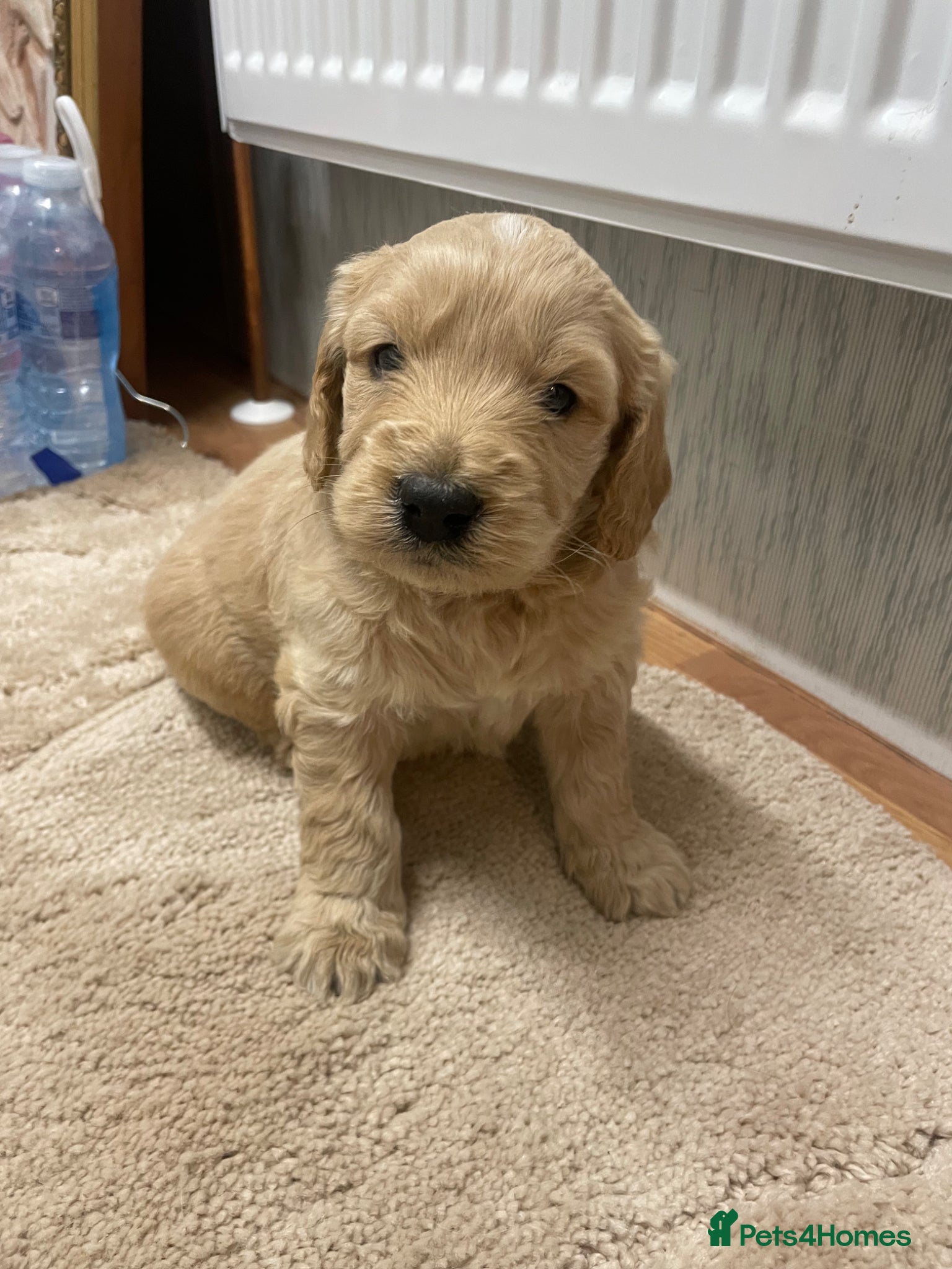 Mini Goldendoodle dogs Mini goldendoodles 1 fur babie remaining  - Advert 8