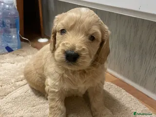 Mini Goldendoodle dogs Mini goldendoodles 1 fur babie remaining - Advert 8