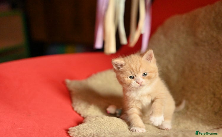 British Shorthair cats - Advert 3