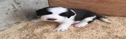 Saint Bernard dogs for sale: Little Nap-Time Buddies with Big Hearts in Huddersfield - Advert 4