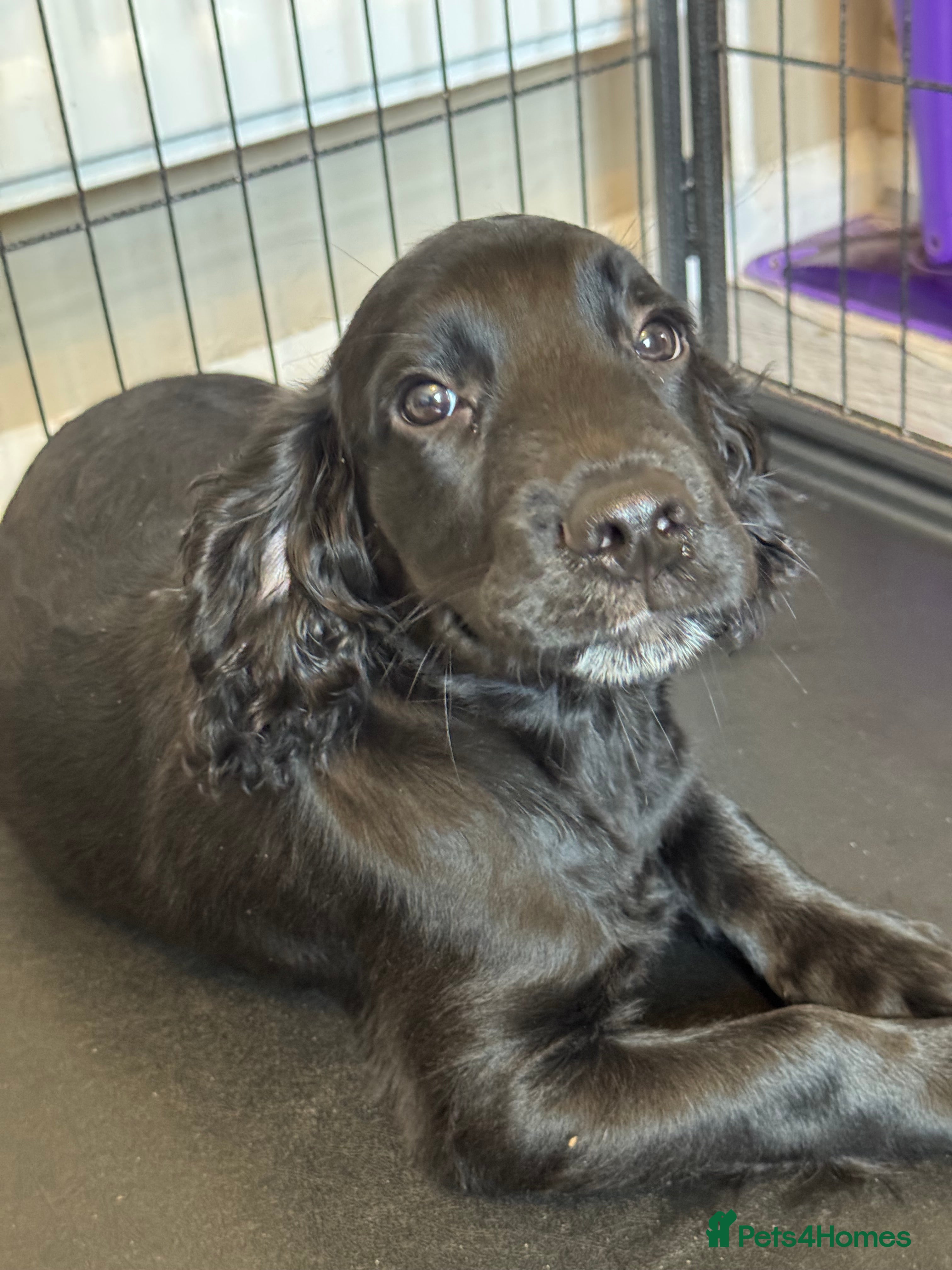 Sprocker dogs 7 beautiful Sprocker pups - Advert 2