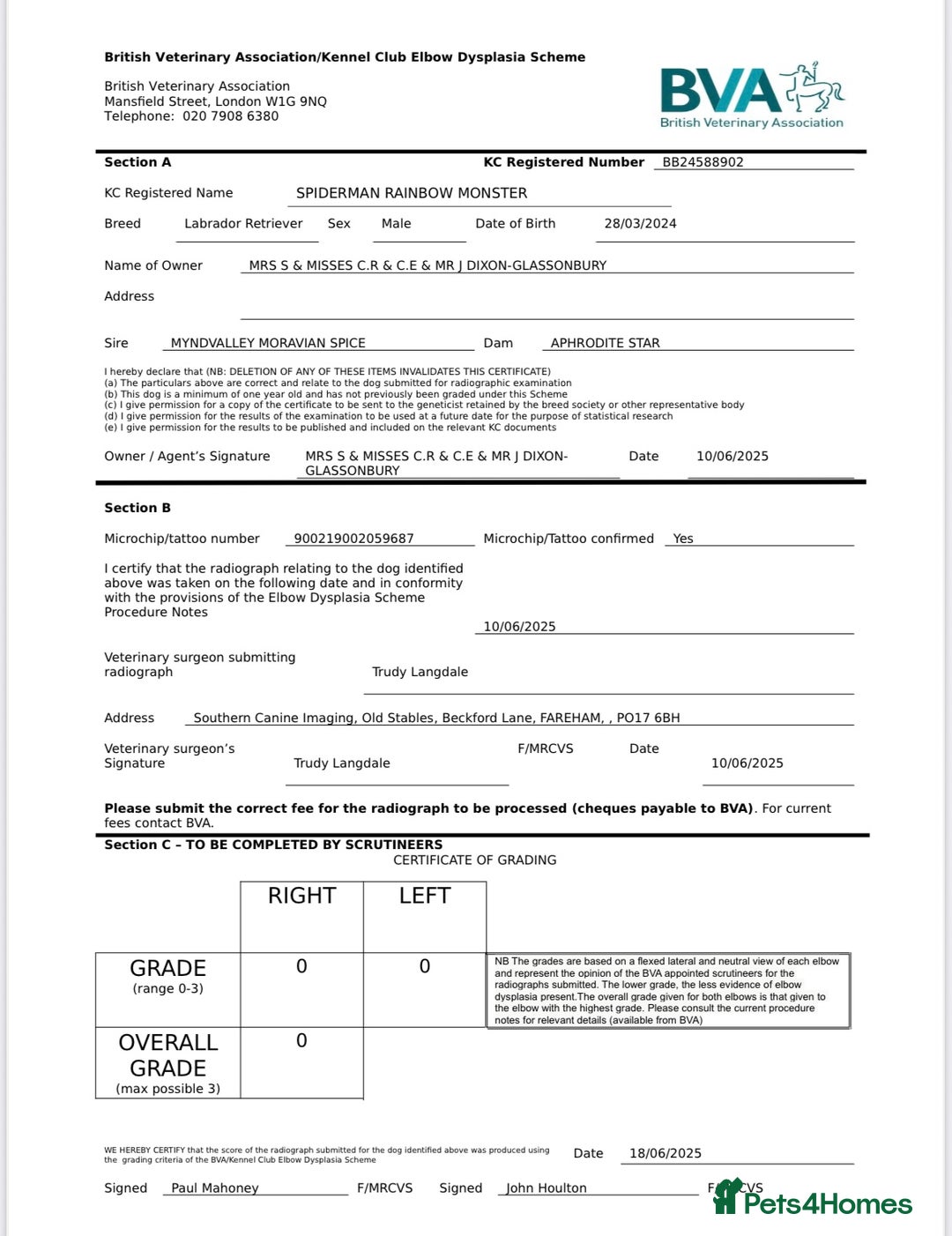 Labrador Retriever dogs for sale: Plump little Red Labrador Puppies! - Image 6