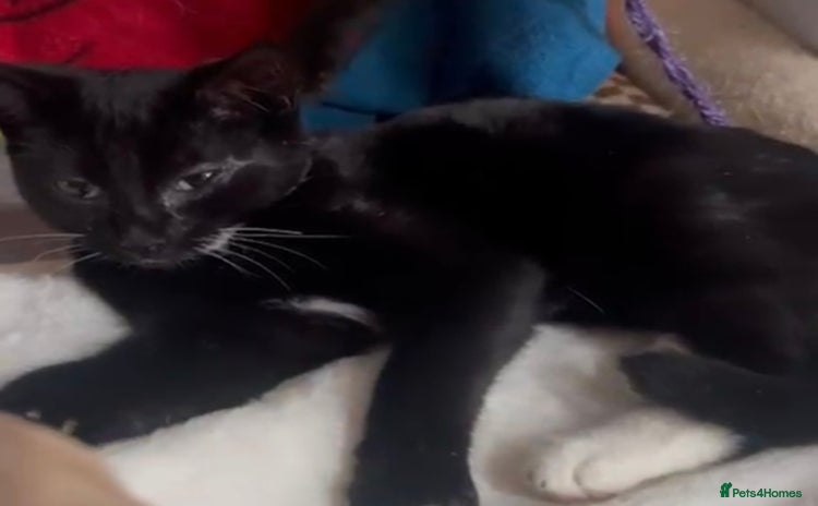 Mixed Breed cats 3 month rescue kitten ready for adoption - Advert 1