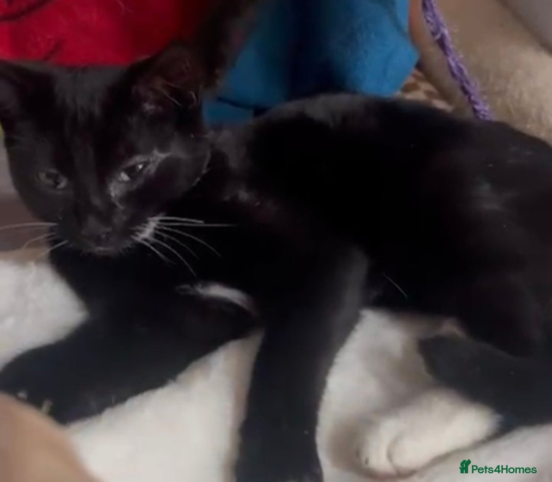 Mixed Breed cats for adoption: 3 month rescue kitten ready for adoption - Advert 1