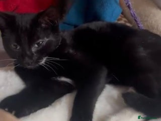 Mixed Breed cats 3 month rescue kitten ready for adoption - Advert 3