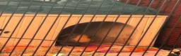 Guinea Pig rodents for sale: 2x Female Bonded Guinea Pigs in Redhill - Advert 6