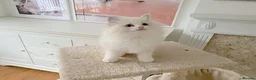 Ragdoll cats for sale: READY NOW *** INDOOR FULL PEDIGREE RAGDOLL KITTENS - Advert 39