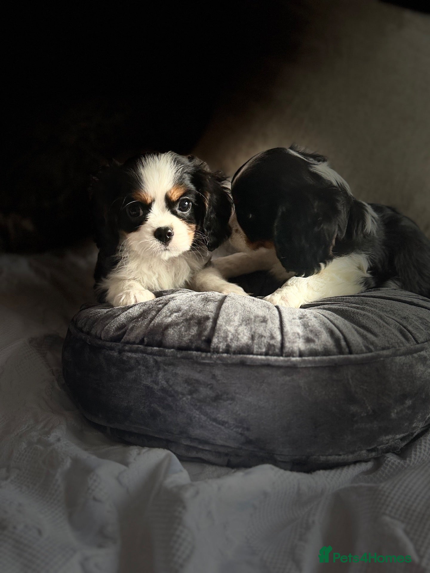 Cavalier King Charles Spaniel dogs Last little Boy - Teddy Needs A Sofa To Sit On - Advert 2