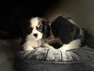 Cavalier King Charles Spaniel dogs Last little Boy - Teddy Needs A Sofa To Sit On - Advert 2