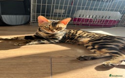 Bengal cats for sale: TICA registered female glitter coat 1year Bengal  - Image 9